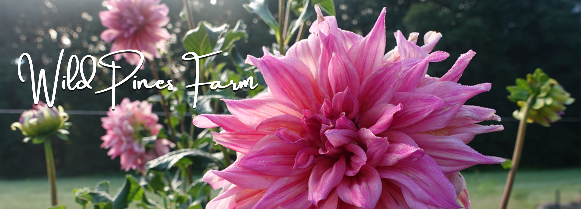 Pink dahlias in bloom at Wild Pines Farm