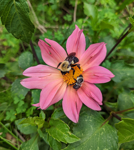 A dahlia in bloom with two bees on it