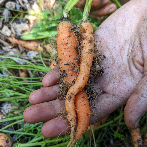 Freshly pulled carrots