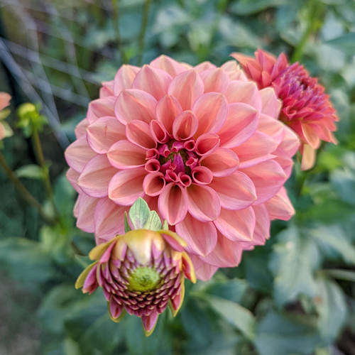 Iced Tea dahlia