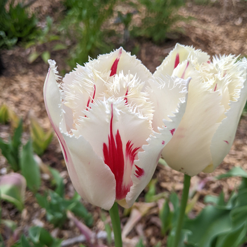 Carousel tulips