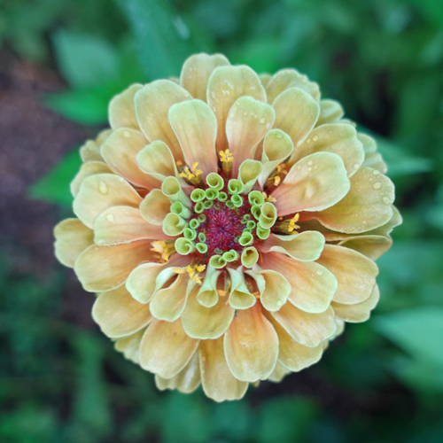 Queen Lime Orange zinnia